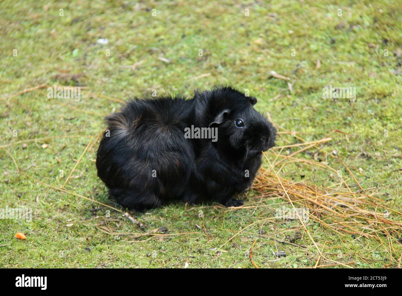 A Beautiful Black Guinea Pig Eating Hay in a Meadow Stock Photo Alamy