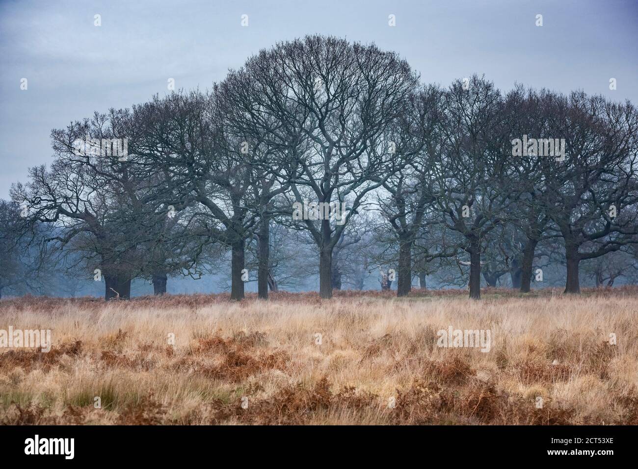 Woodland in Richmond Park, London, England Stock Photo Alamy
