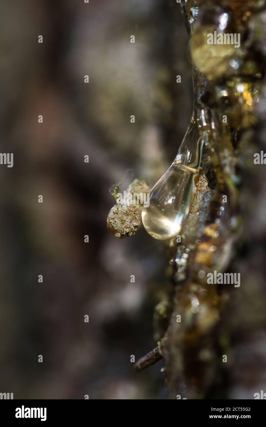 Shiny sticky drop of a resin bleeding from a wounded spruce tree, macro