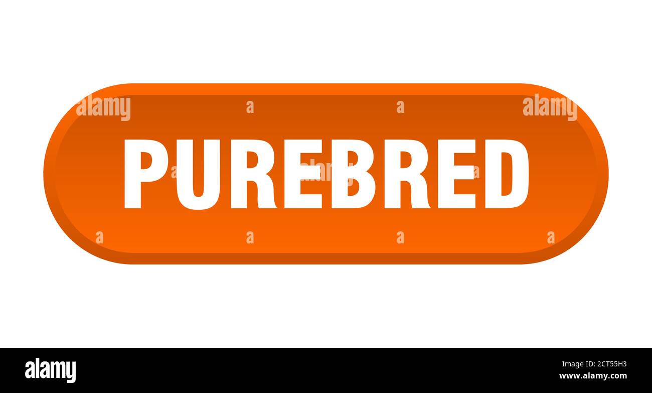 purebred button. rounded sign isolated on white background Stock Vector ...