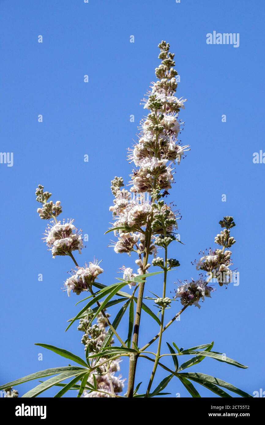 Vitex agnus castus Alba flower Stock Photo