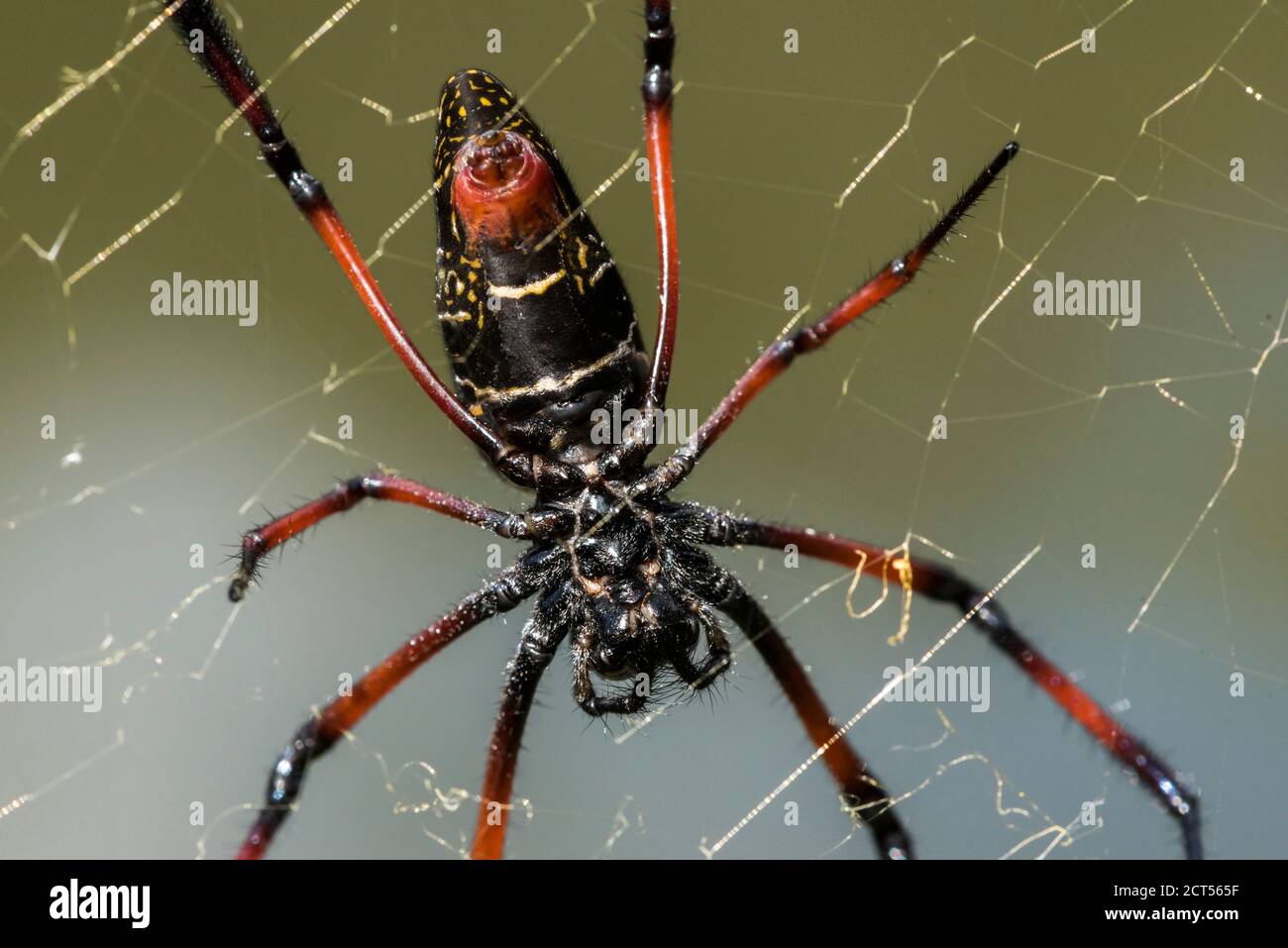 Golden Silk Orb Weaver Spider (Nephila) on its web, Perinet Reserve