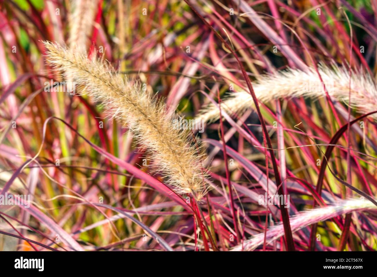 Pennisetum Fireworks Fountain Grass Autumn grasses Pennisetum setaceum