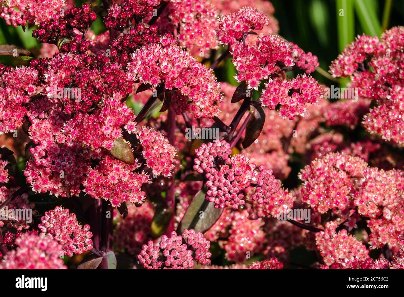 Sedum stonecrop Xenox Hylotelephium red flowering plant Stock Photo