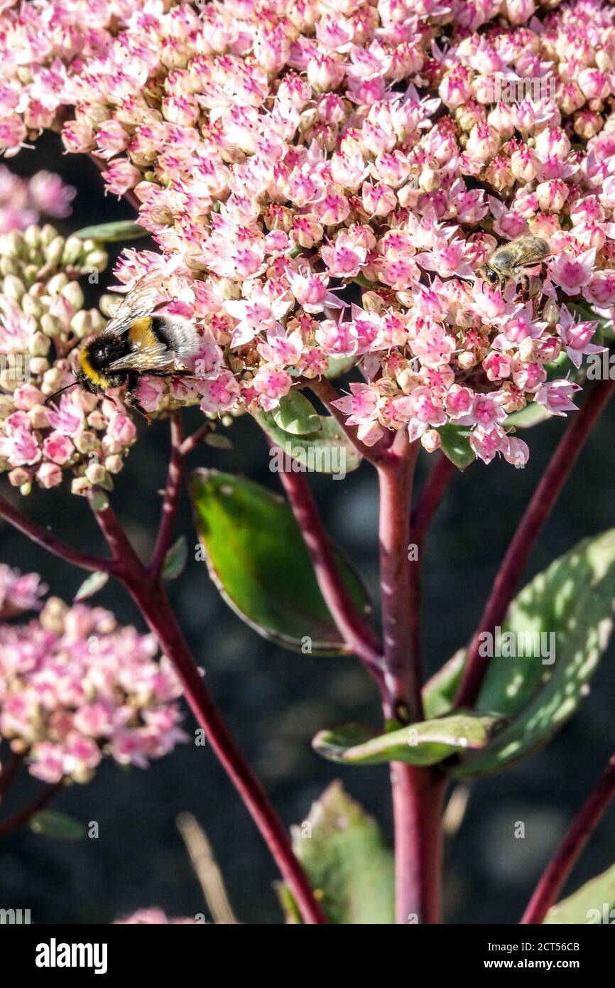 Bumblebee, insect on Stonecrop Sedum Matrona Stock Photo