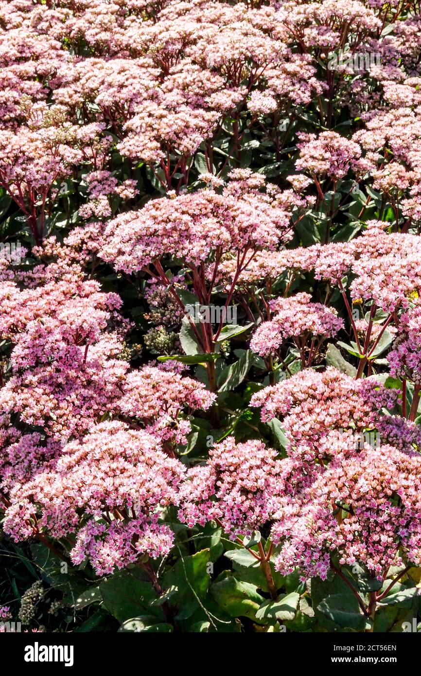 Stonecrop Sedum Matrona purple blooming september plant Stock Photo