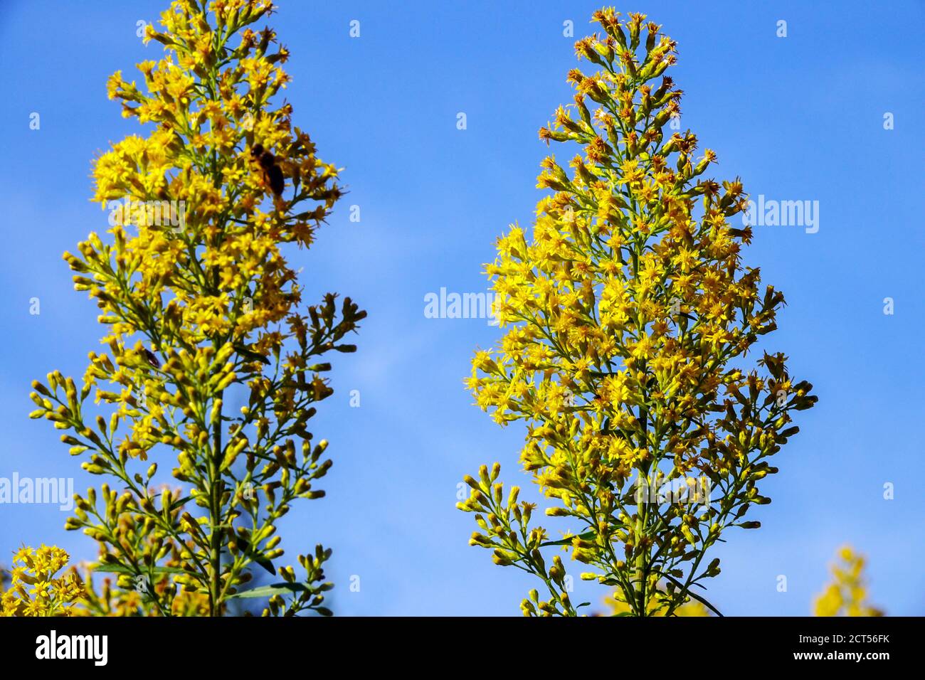 Solidago speciosa Ridigiscula yellow flowers blue sky Stock Photo
