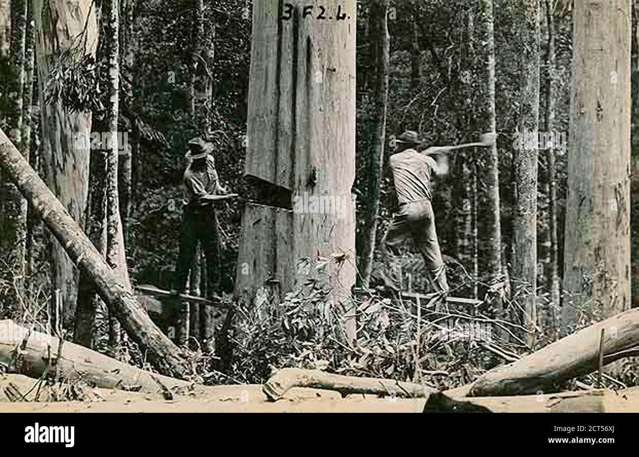 Tree loggers Stock Photo Alamy