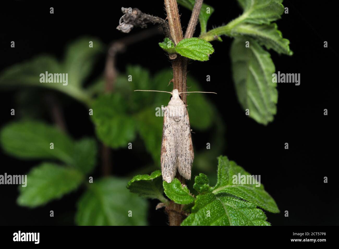 Moth, Aphomia sociella, Satara, Maharashtra, India Stock Photo