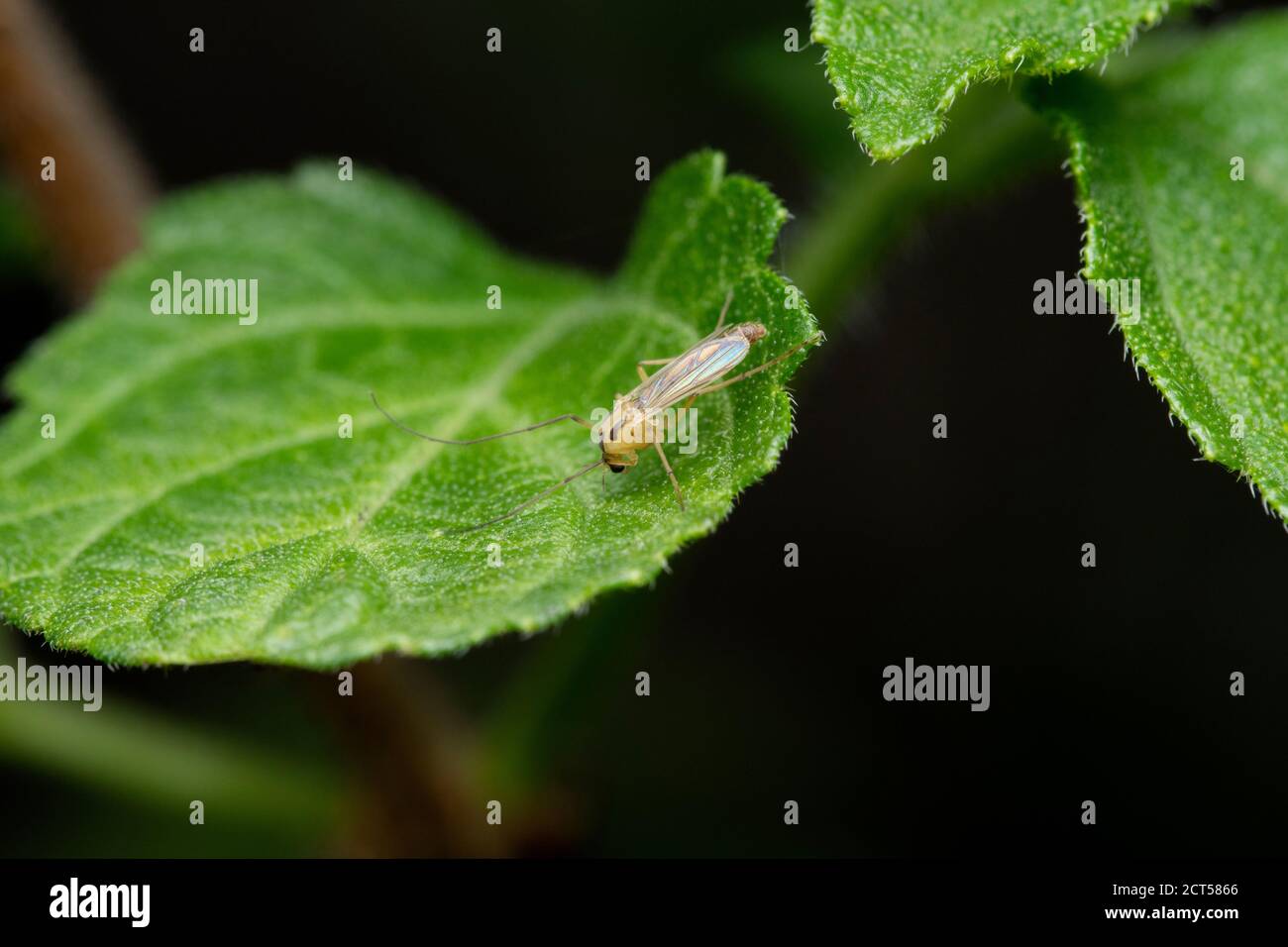 Phantom midgefly, Chaoborus punctipennis, Satara, Maharashtra. India Stock Photo