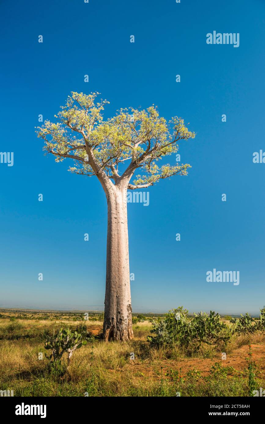 Baobab Tree, Ifaty, South West Madagascar, Africa Stock Photo