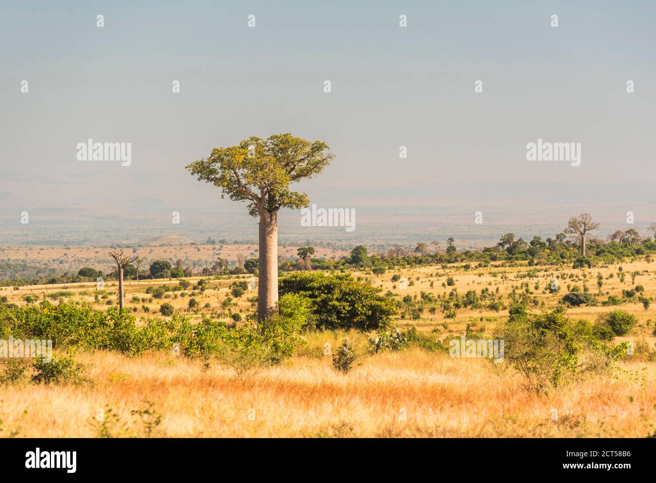Baobab Trees seen from RN7 near Ifaty, South West Madagascar, Africa Stock Photo