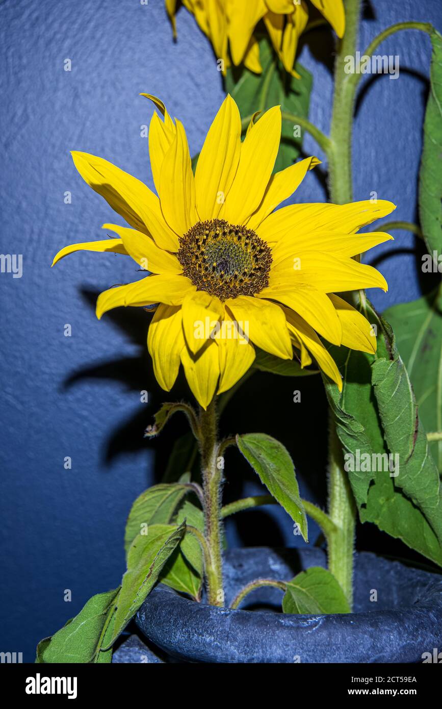 Swedish sunflowers stand in a pot indoors against a wall that are picked during the autumn month of September in Sweden Stock Photo