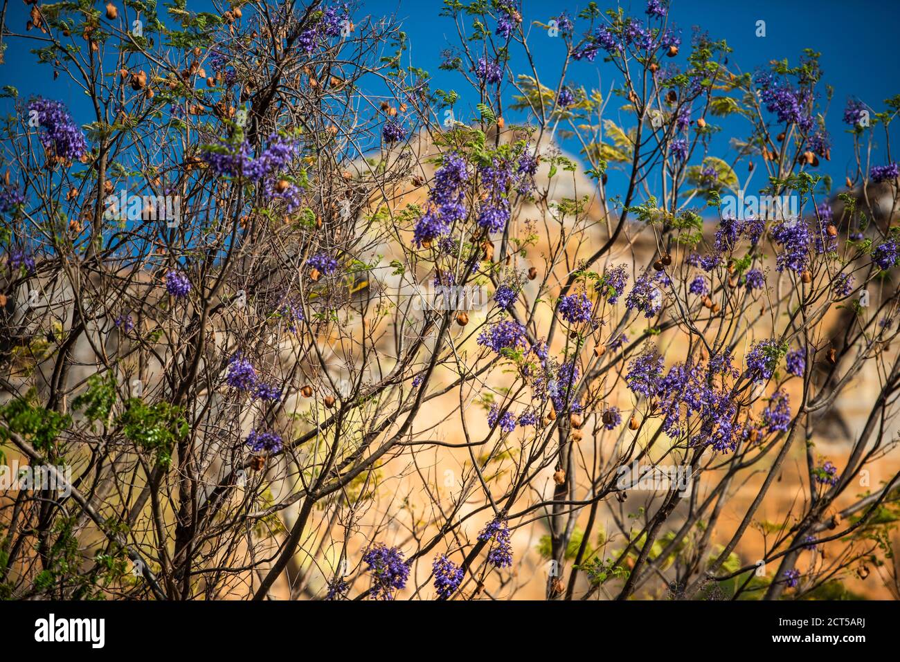 Isalo National Park, Ihorombe Region, Southwest Madagascar Stock Photo