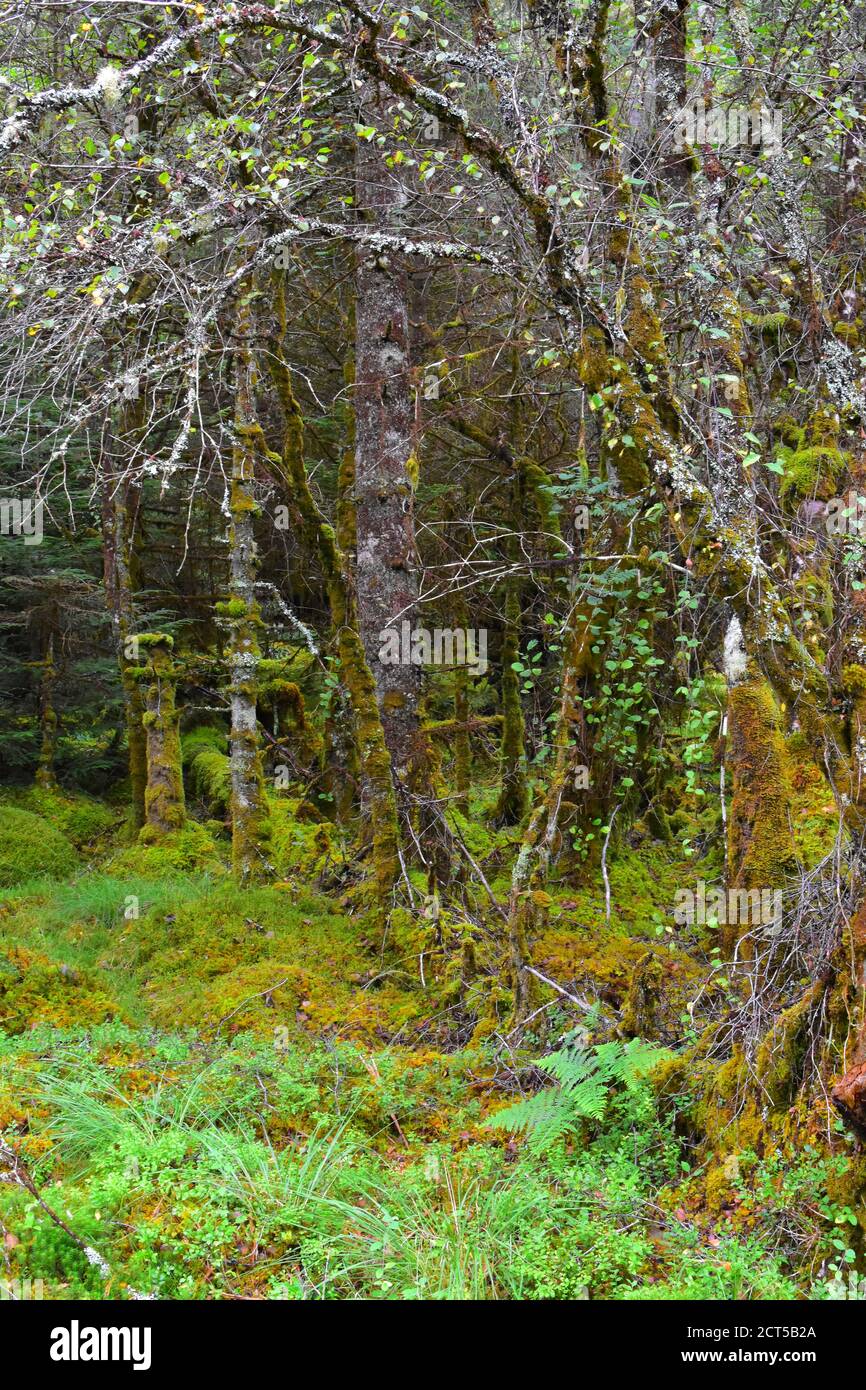 Inverinan Forest, Kilchrenan, Argyll, Scotland Stock Photo