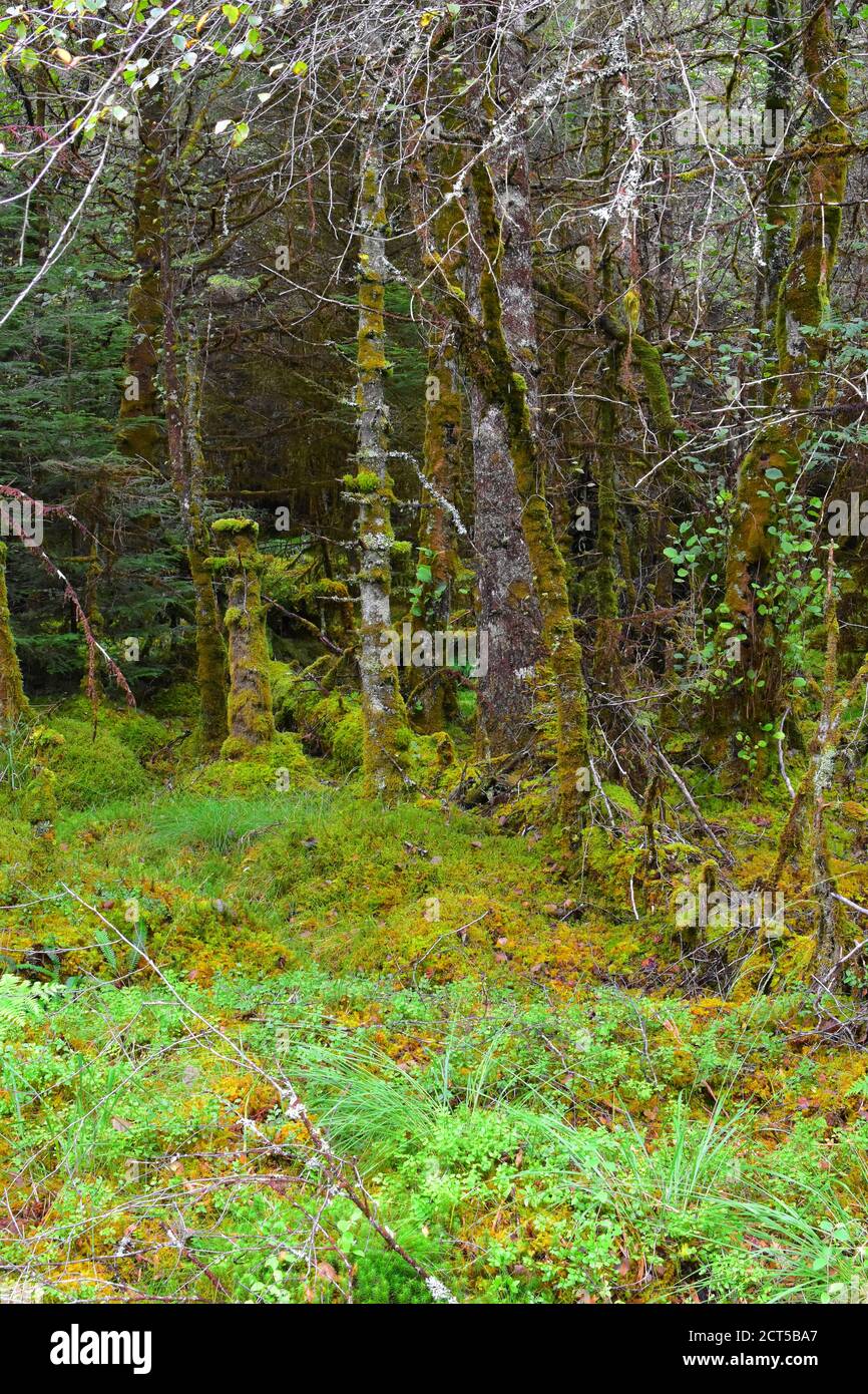 Inverinan Forest, Kilchrenan, Argyll, Scotland Stock Photo