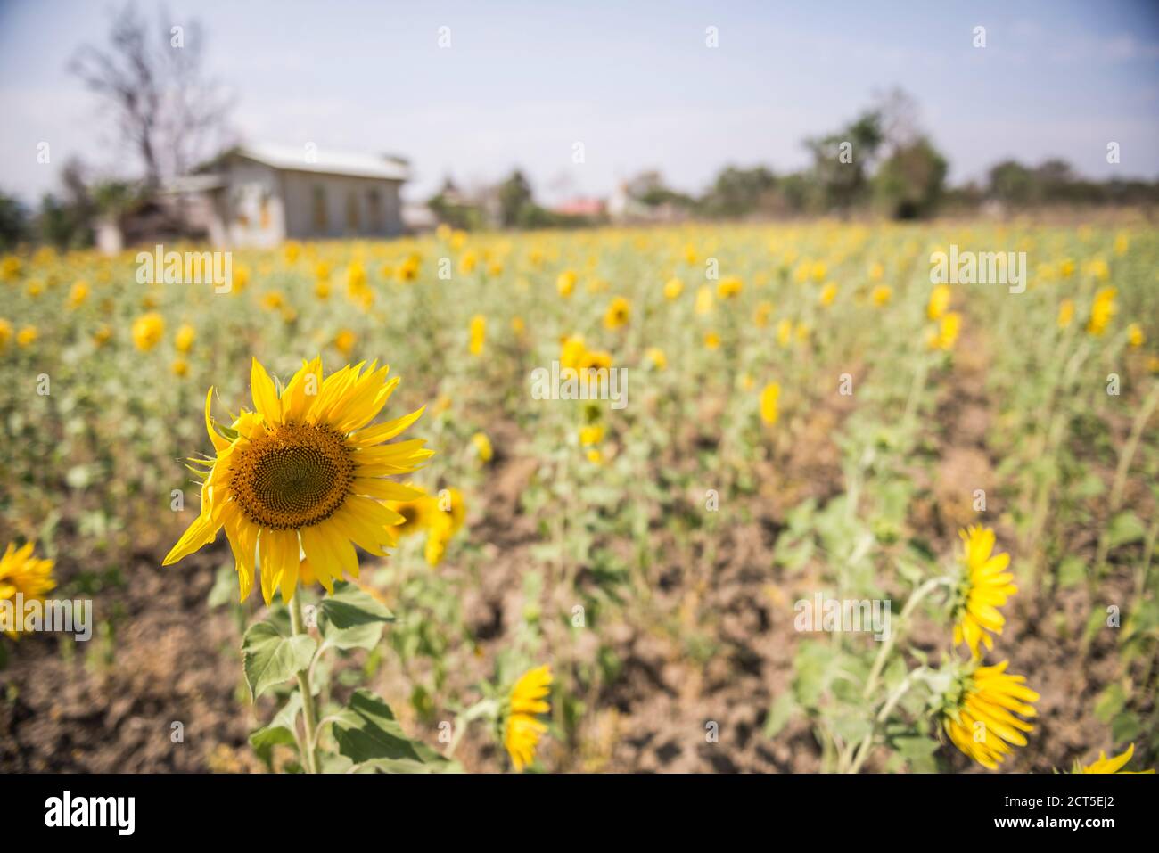 Sunflower Field, Inle Lake, near Nyaungshwe, Shan State, Myanmar (Burma