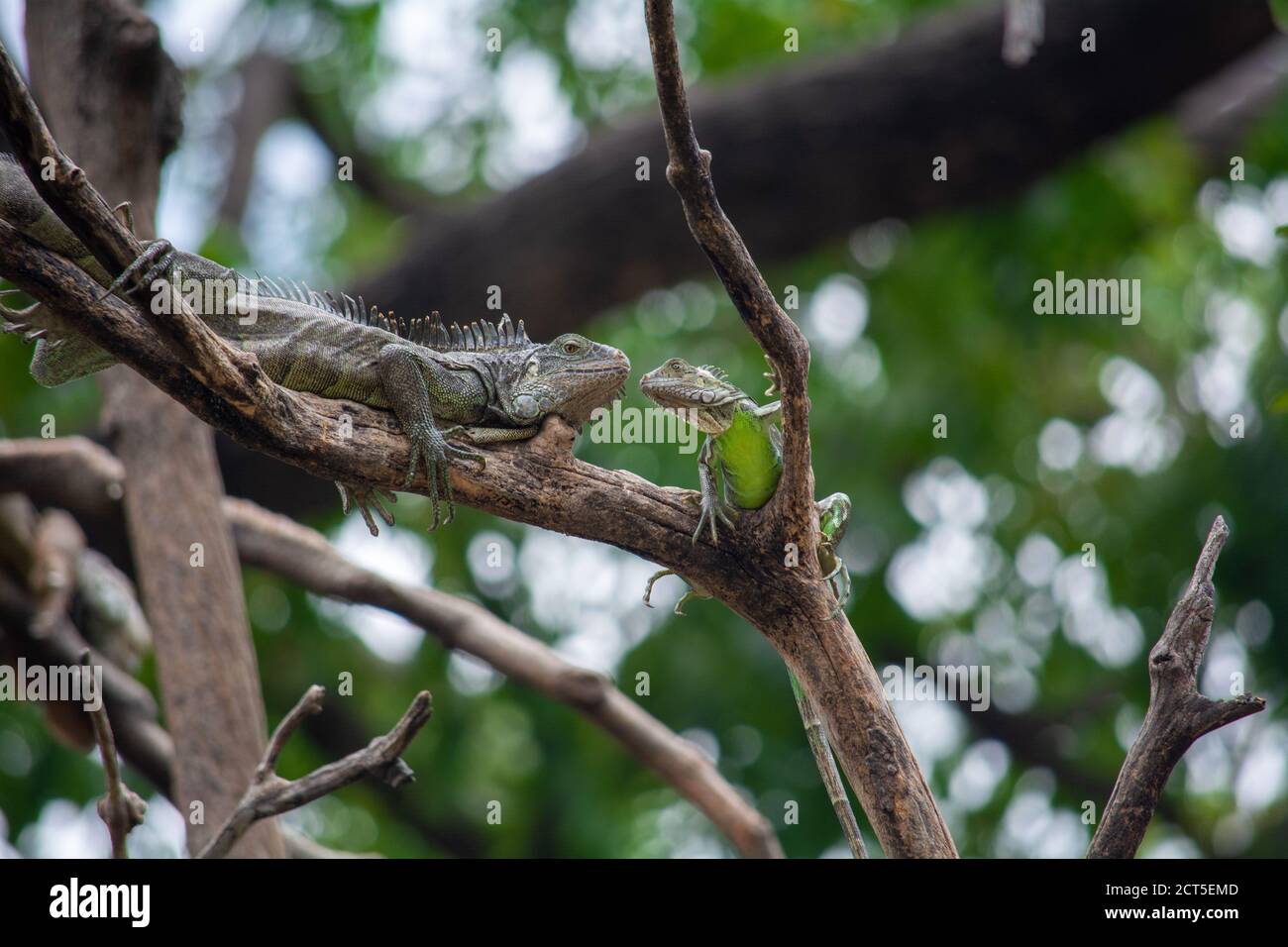 un par de iguanas en ramas de un arbol Stock Photo