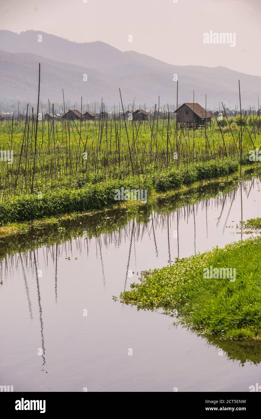 Floating Gardens, Inle Lake, Shan State, Myanmar (Burma Stock Photo Alamy