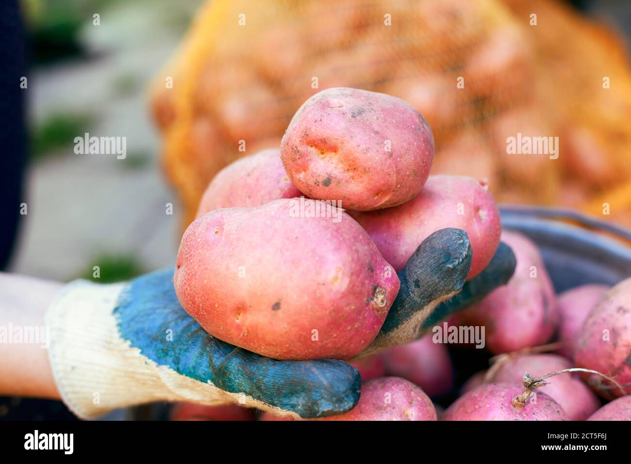 Woman hand in garden glove with potatoes. Close-up Stock Photo