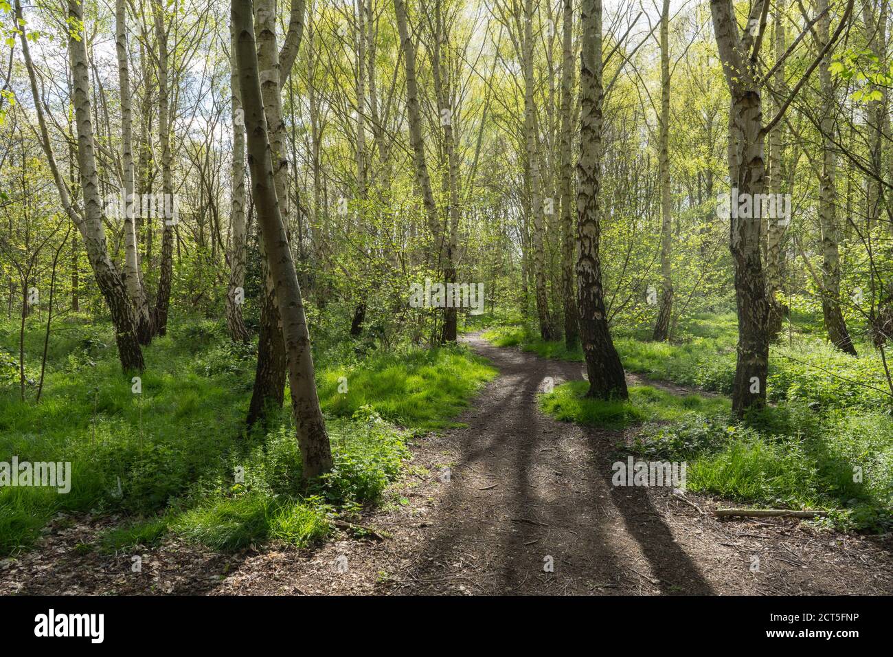 Backlit Silver Birch community woodland with beautiful green grass and strong shadows from trees in Hackney at Spring time Stock Photo