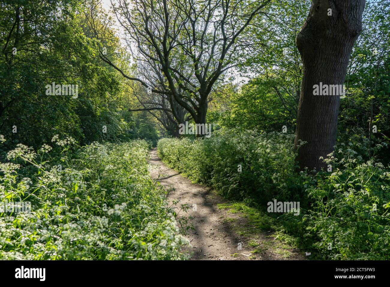 Backlit trees in community woodland alongside path walkway with sunlit cow parsley in Hackney at Spring time Stock Photo