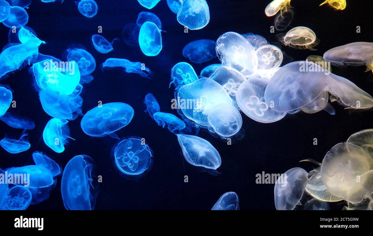 Fluorescent Fish High Resolution Stock Photography And Images Alamy