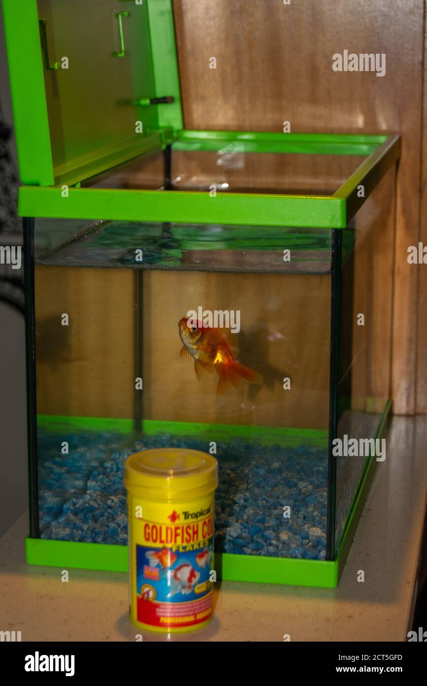 Goldfish fantail in aquarium near to his food branded Tropical goldfish  color flakes Stock Photo - Alamy