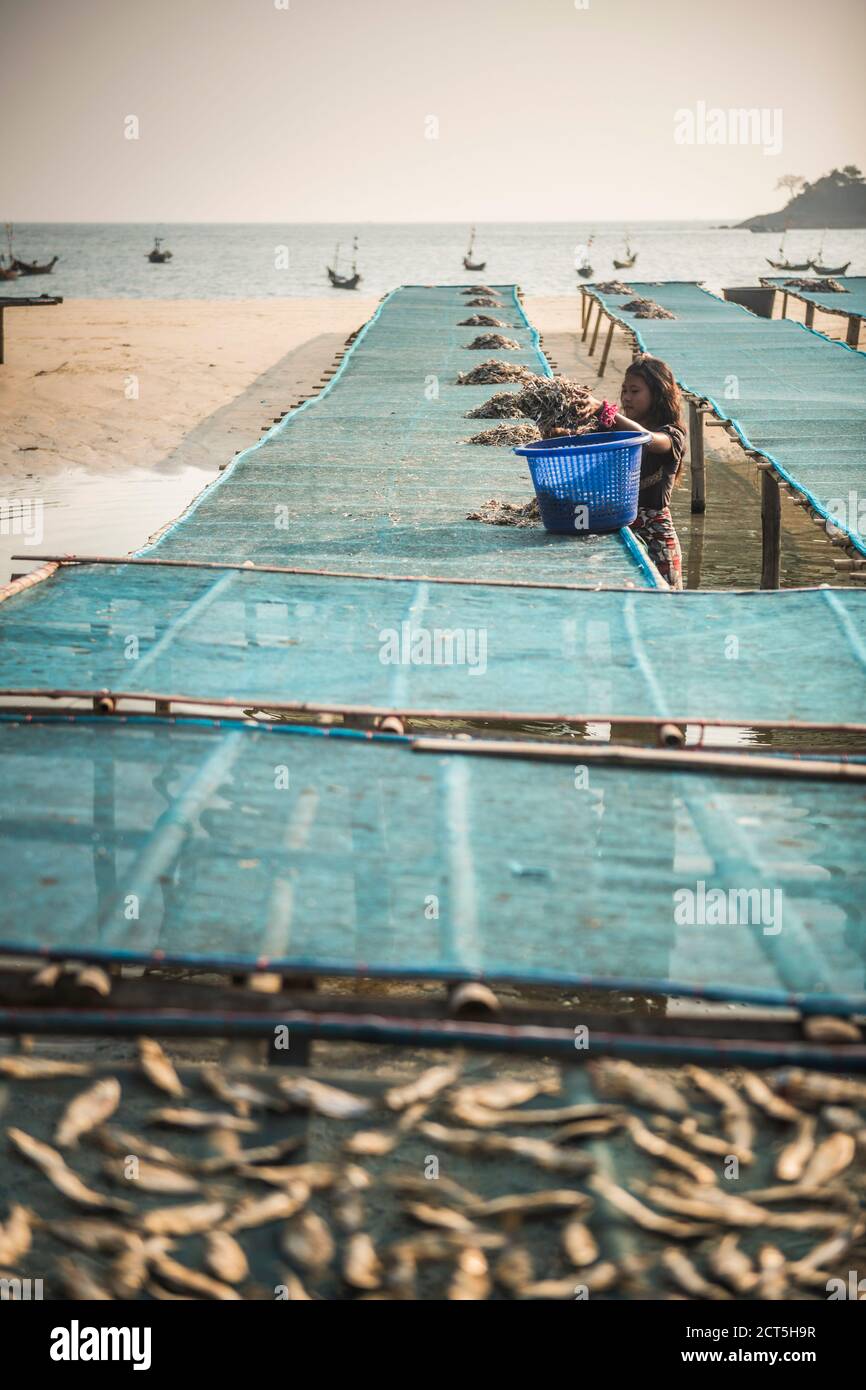 Fish drying in the sun at Tizit Fishing Village, Dawei Peninsula, Tanintharyi Region, Myanmar (Burma) Stock Photo