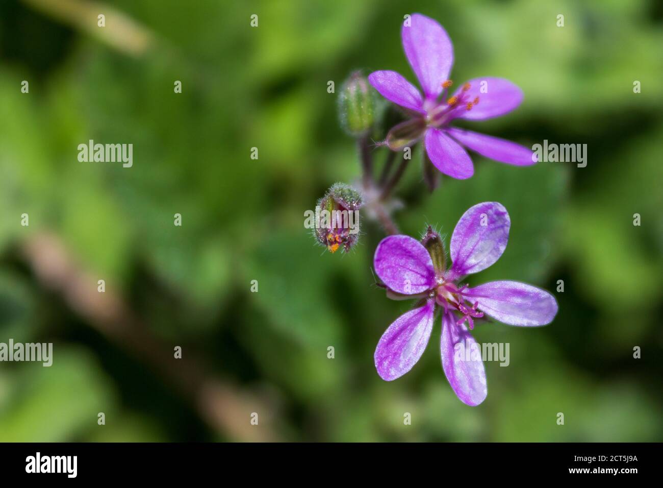 Erodium sp. Wild Flowers in the Spanish Countryside Stock Photo