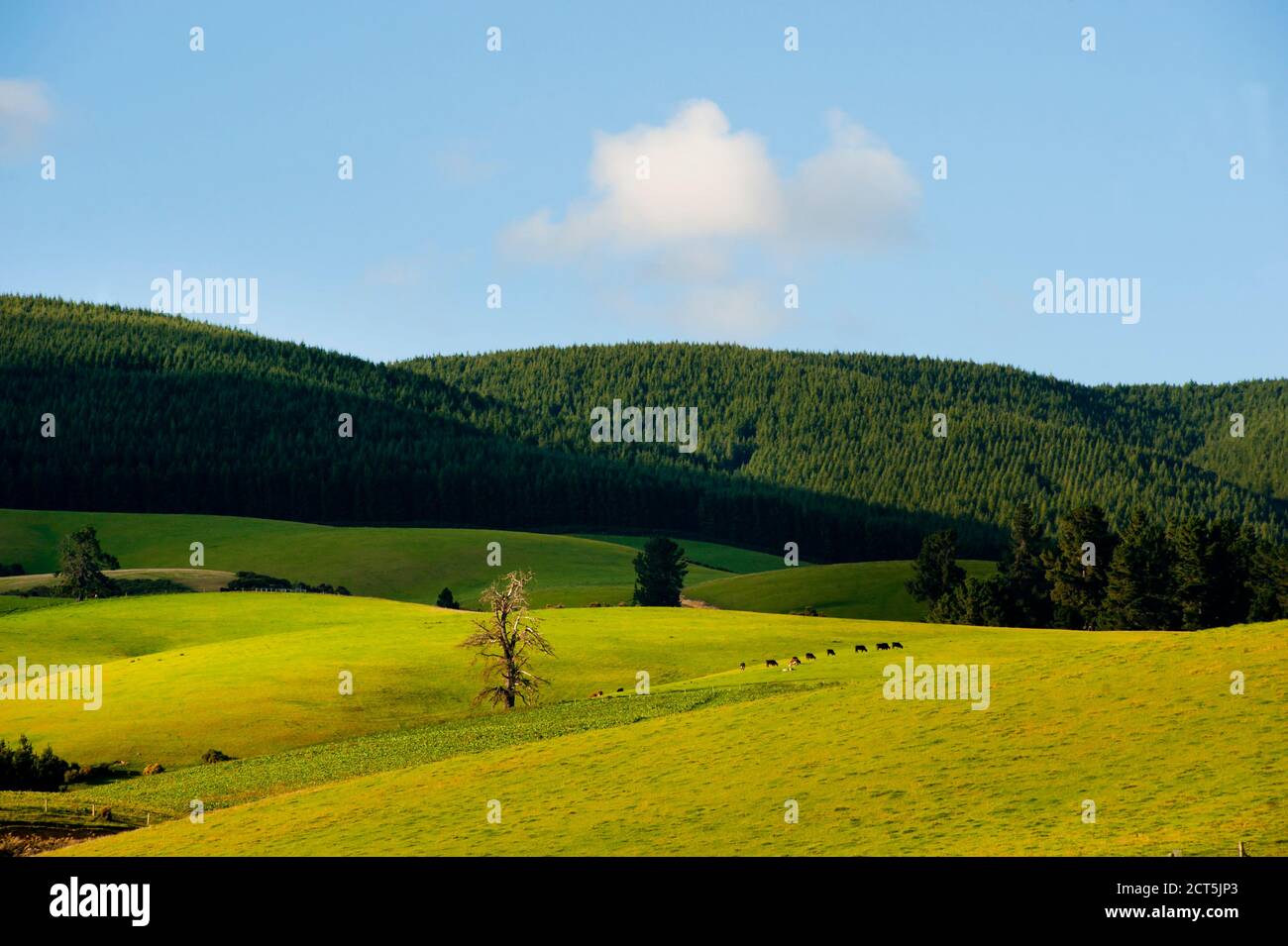 Rolling Hills in Southern Lakes, South Island New Zealand Stock Photo