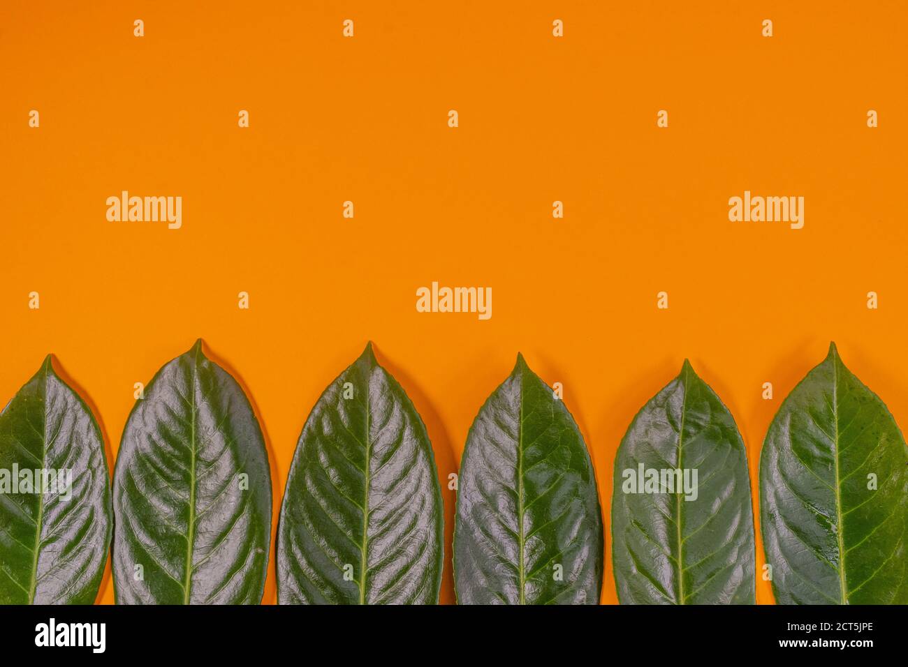 Evergreen leaves isolated on background with space for writing Stock