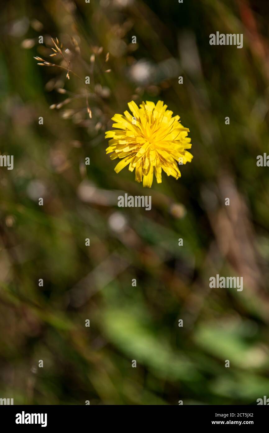 A close up of a yellow flower in a field Stock Photo