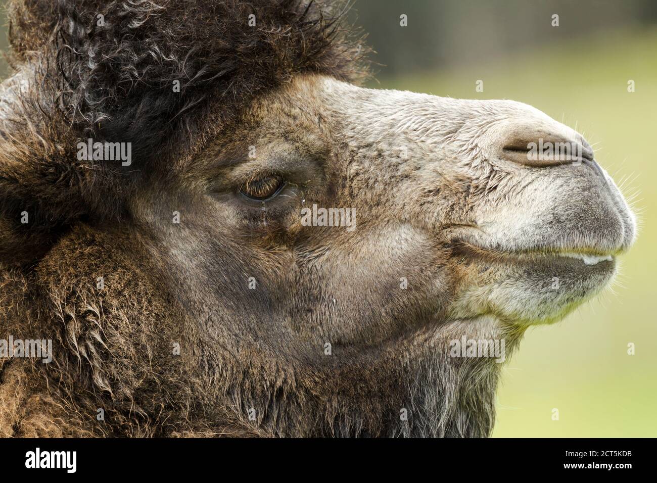 Bactrian camel (Camelus bactrianus) close up view of head and face. Captive specimen. Stock Photo