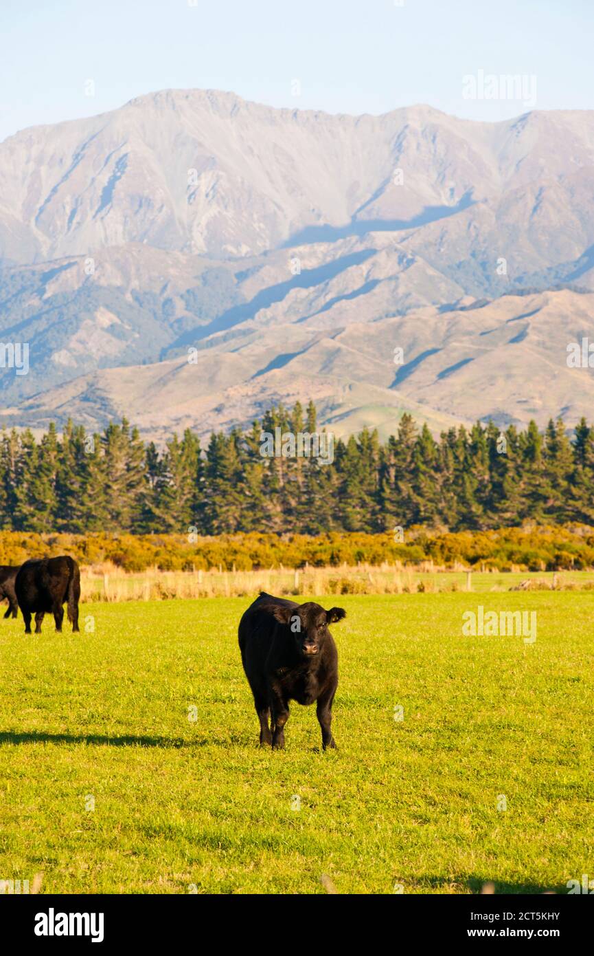 Cow on a dairy farm in a rural field in the countryside between