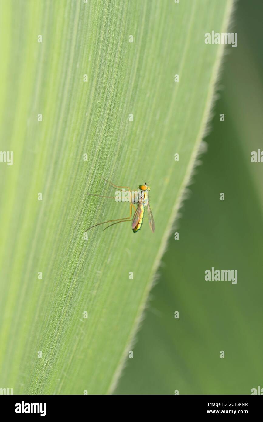 Long legged fly, Psilopus bituberculatus, Satara, Maharashtra, India Stock Photo