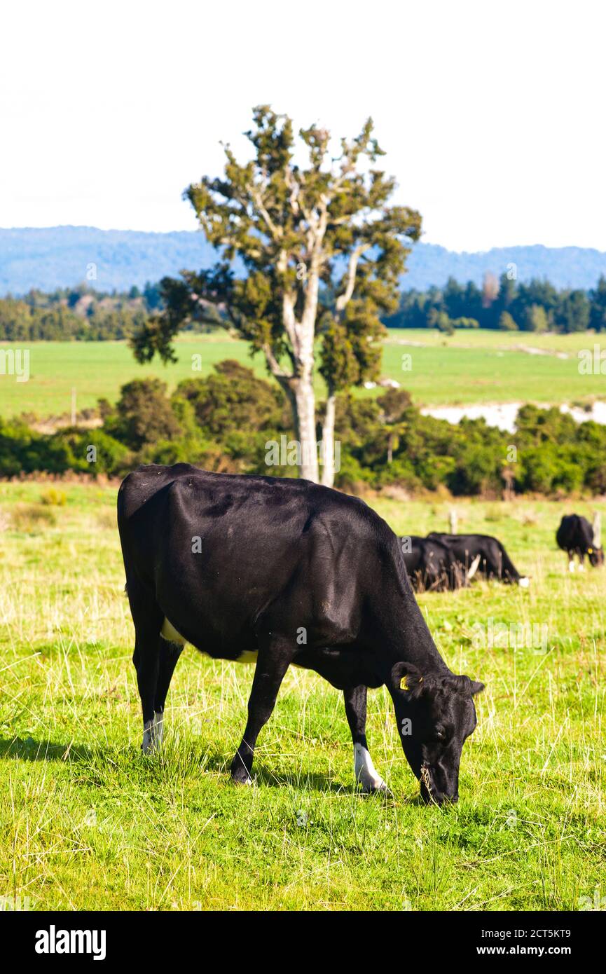 New Zealand cows in a rural field in the countryside on a dairy farm, one of the biggest