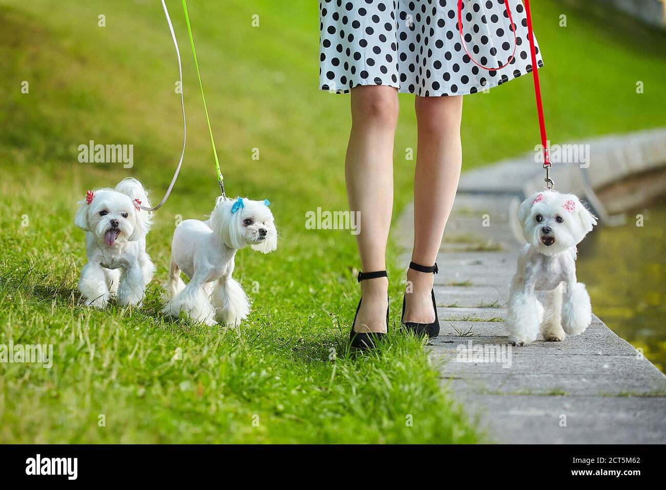 three Maltese lapdogs on a leash Stock Photo Alamy