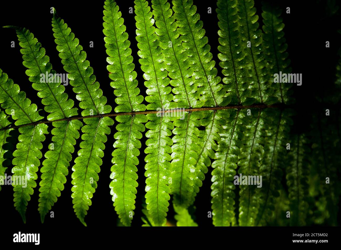 Fern in the Tropical Rainforest Surrounding Pupu Springs, Golden Bay, South Island, New Zealand Stock Photo