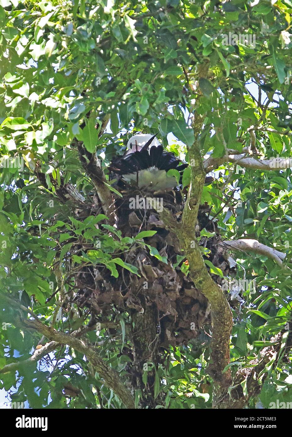 Abbott's Booby (Papasula abbotti) adult on nest preening  Christmas Island, Australia         July Stock Photo