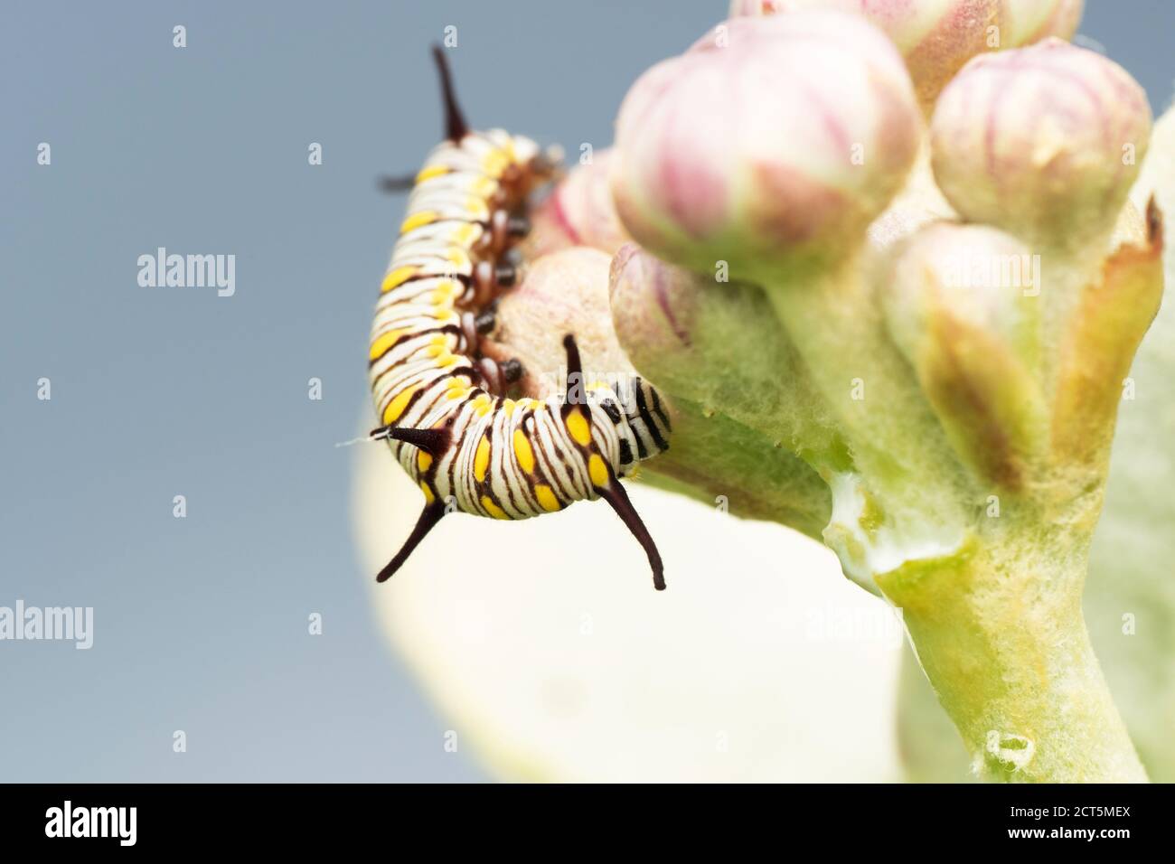 Plain tiger caterpillar spines, Danaus chrysippus, Satara, Maharashtra, India Stock Photo