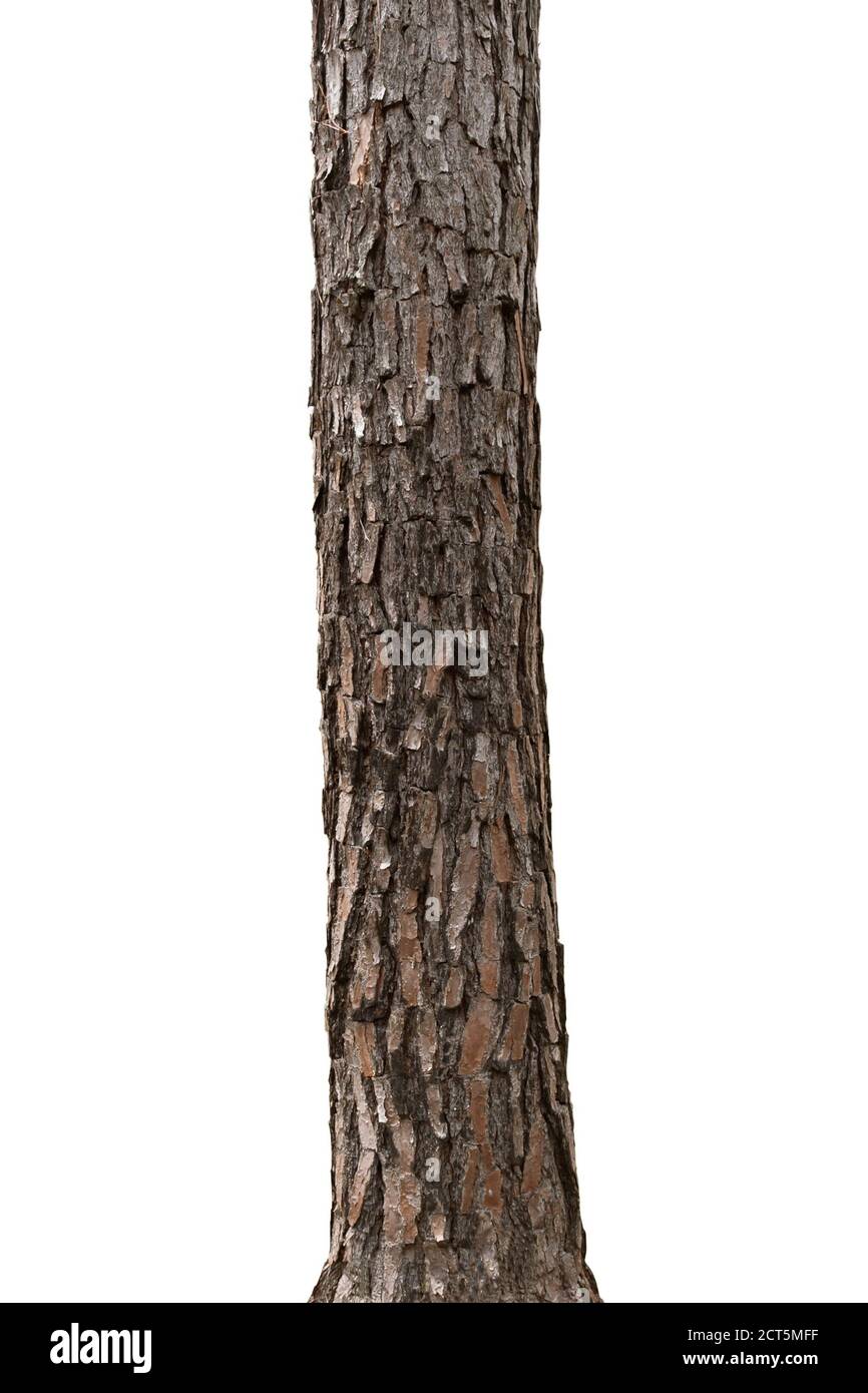 tropical tree trunks isolate on white background Stock Photo