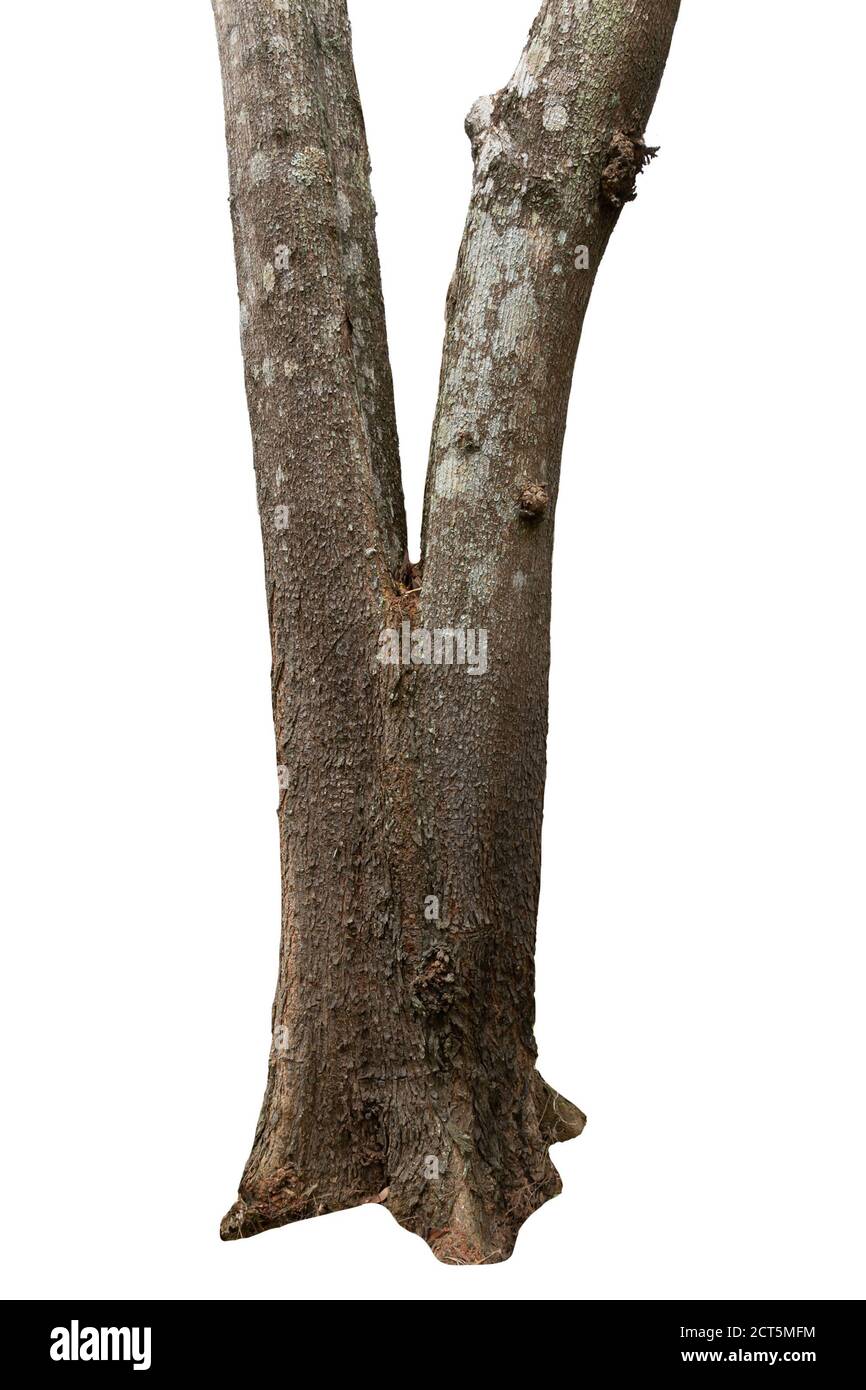 Big tree meadow on Cut Out Stock Images & Pictures - Alamy