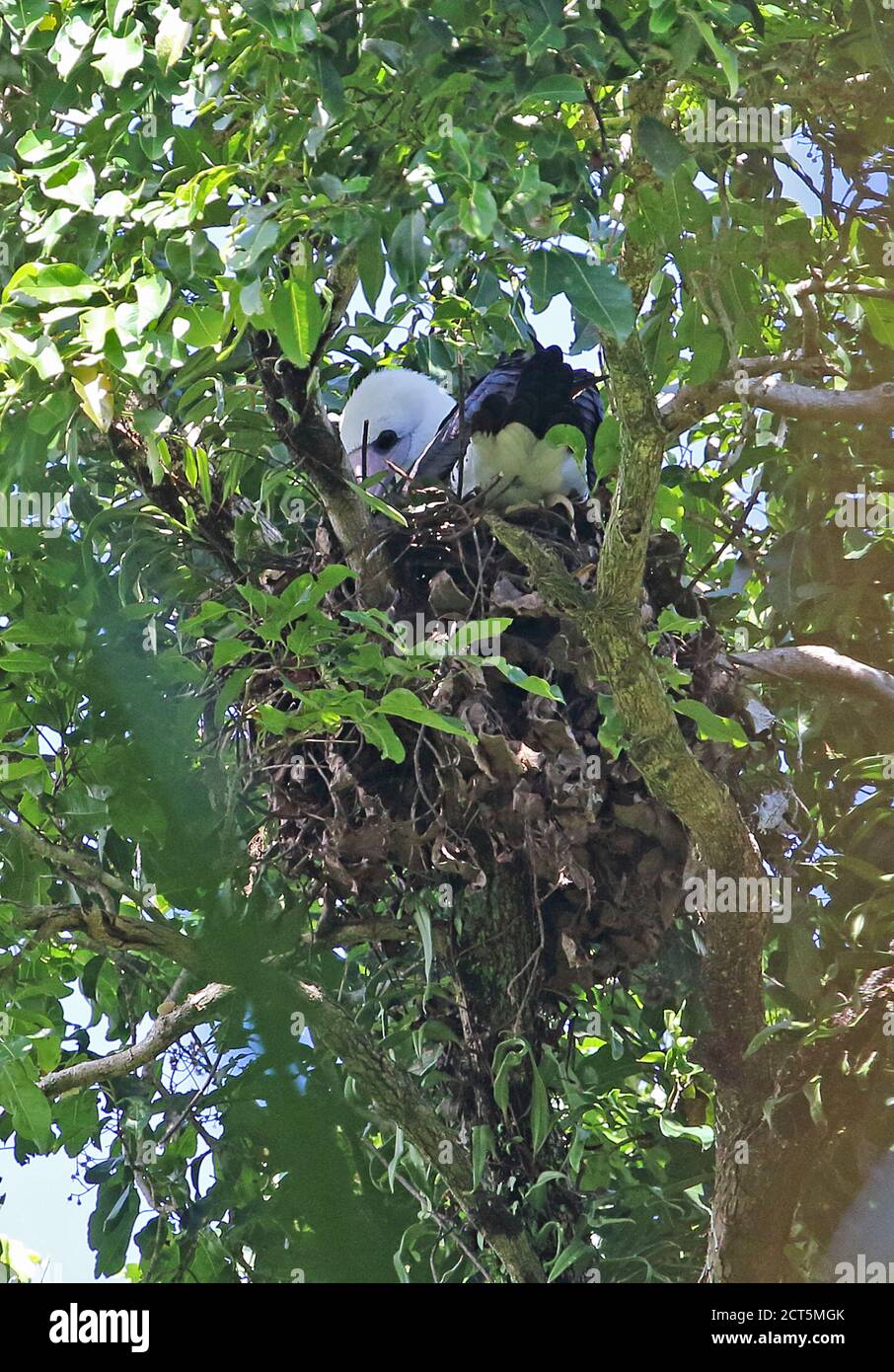 Abbott's Booby (Papasula abbotti) adult on nest preening  Christmas Island, Australia         July Stock Photo