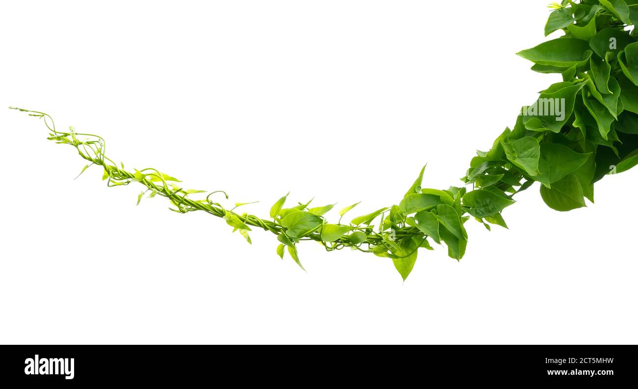 green ivy plant isolate on white background Stock Photo - Alamy