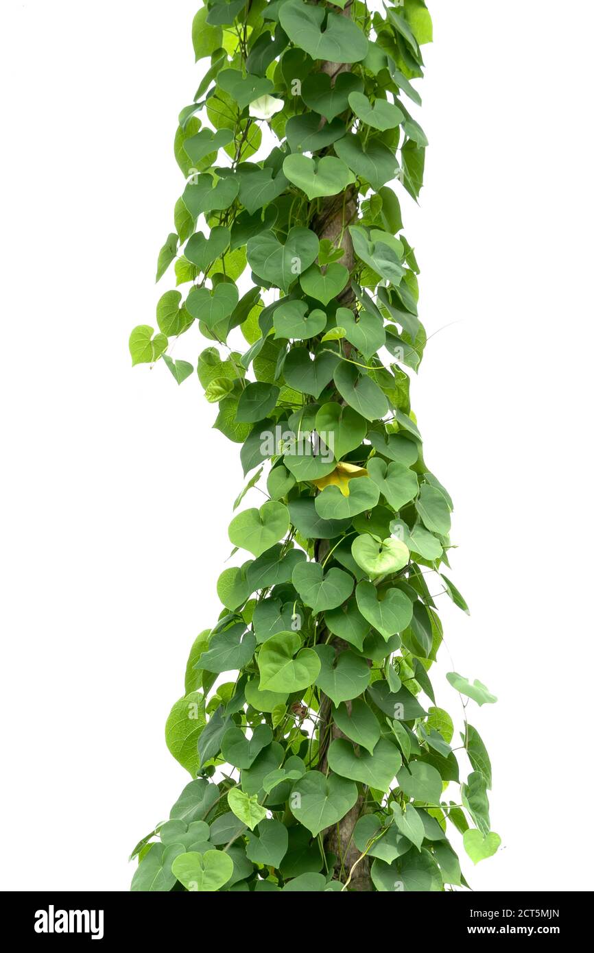 green ivy plant isolate on white background Stock Photo - Alamy