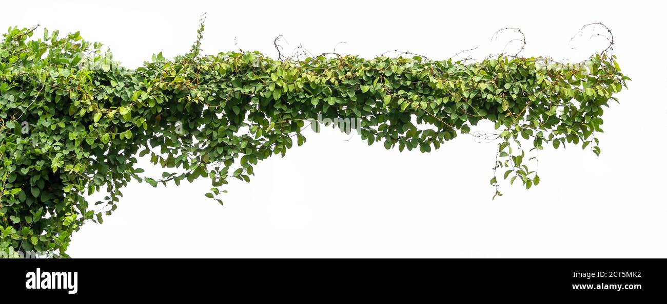 green ivy plant isolate on white background Stock Photo - Alamy
