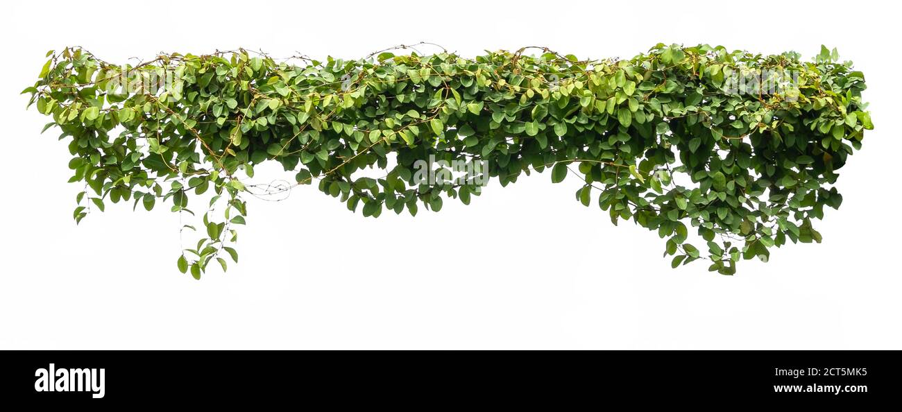 green ivy plant isolate on white background Stock Photo - Alamy