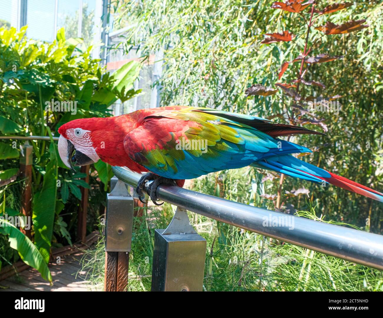 beautiful specimen parrot ara chloropterus in aviary. High quality photo Stock Photo