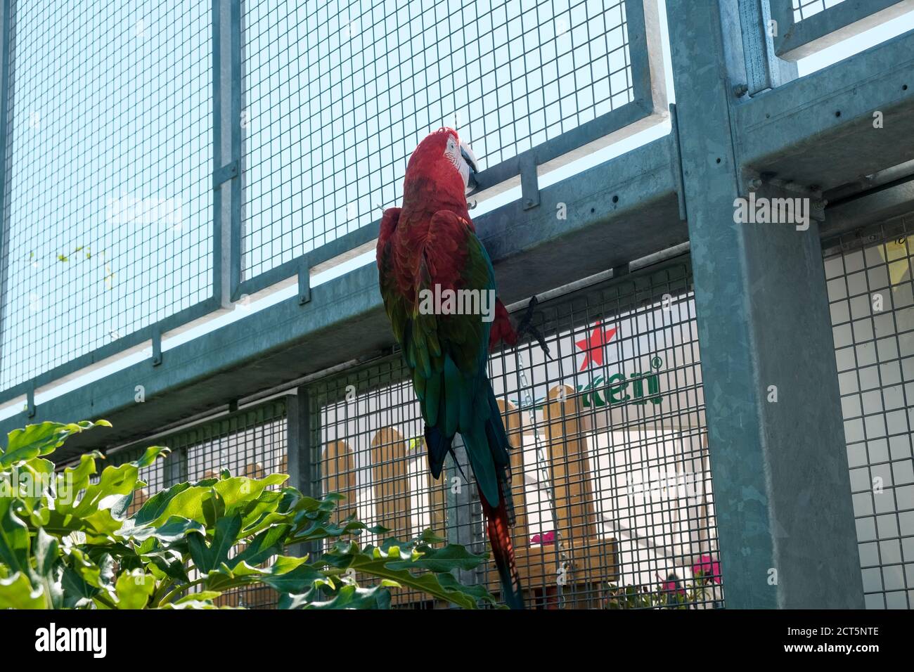 beautiful specimen parrot ara chloropterus in aviary. High quality photo Stock Photo